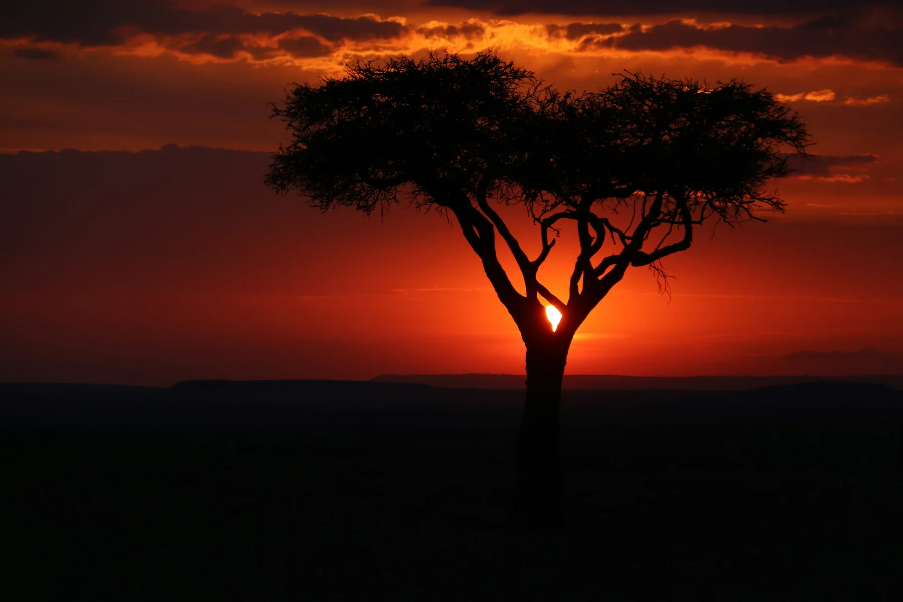 An acacia tree silhouetted against sunset in the Masai Mara