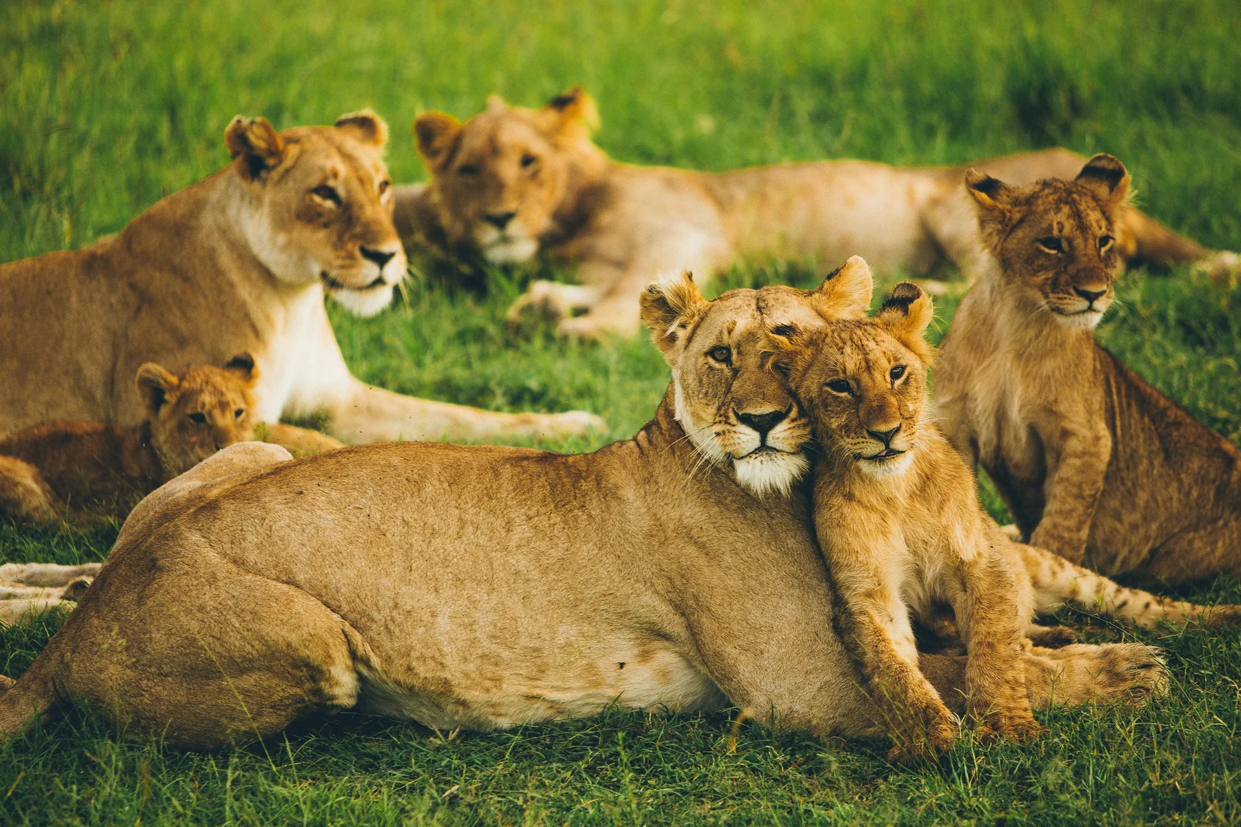 A pride of lions resting together in the Masai Mara