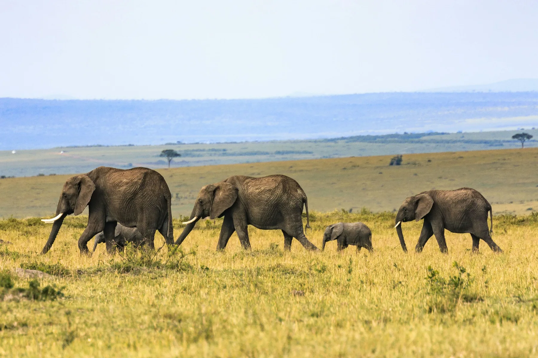 Elephants on open savanna; the mobile image is an imagined wildlife scene